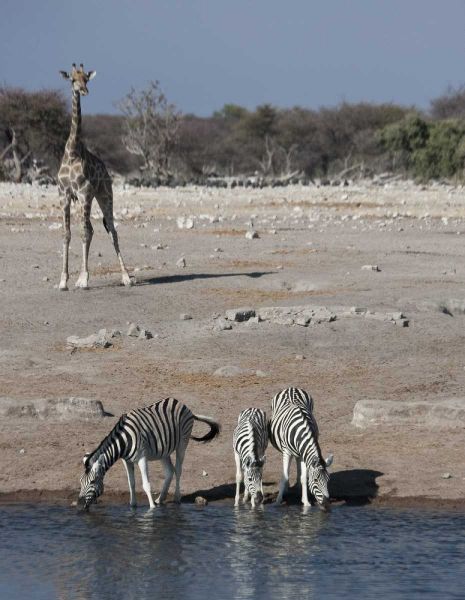 Namibia, Etosha NP Zebra and giraffe at Chudop